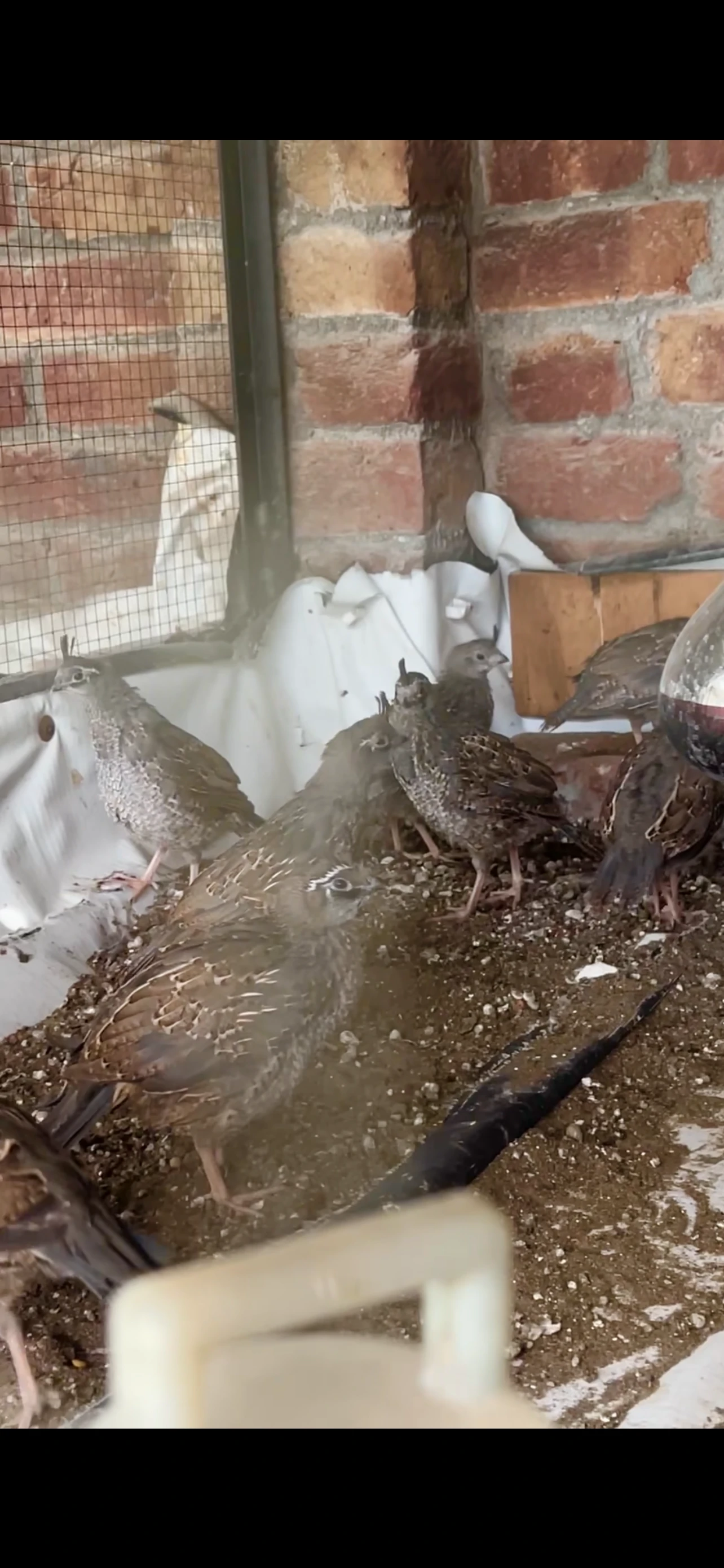 Quail Available for Sale.