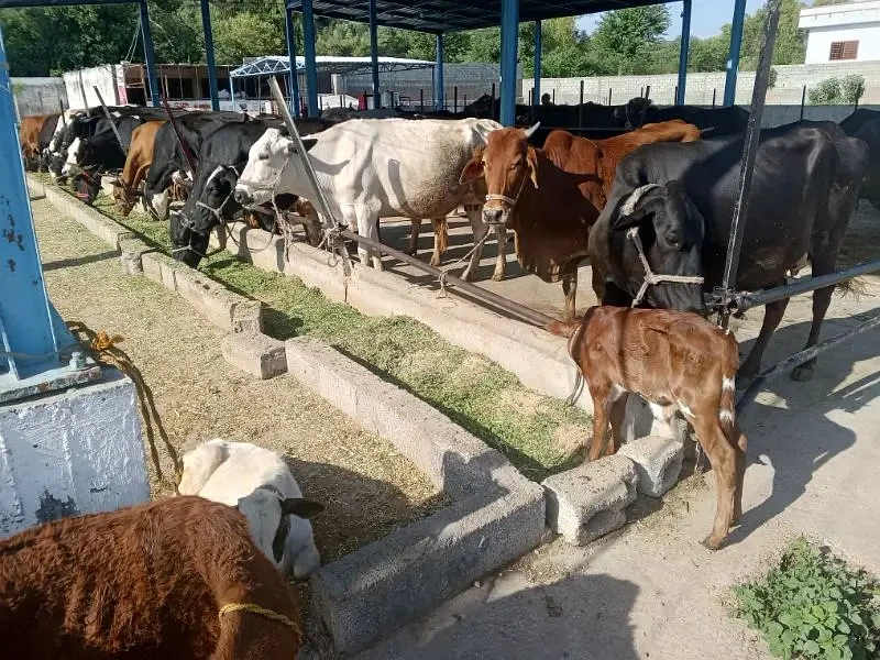 Cows and Bulls Available for Sale.