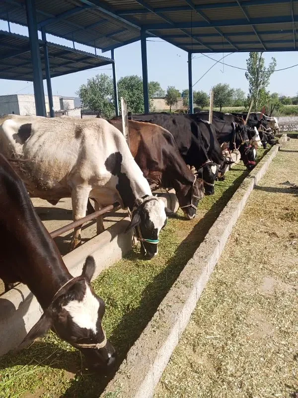 Cows and Bulls Available for Sale.