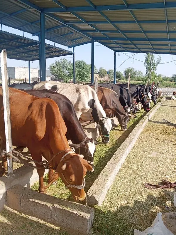 Cows and Bulls Available for Sale.