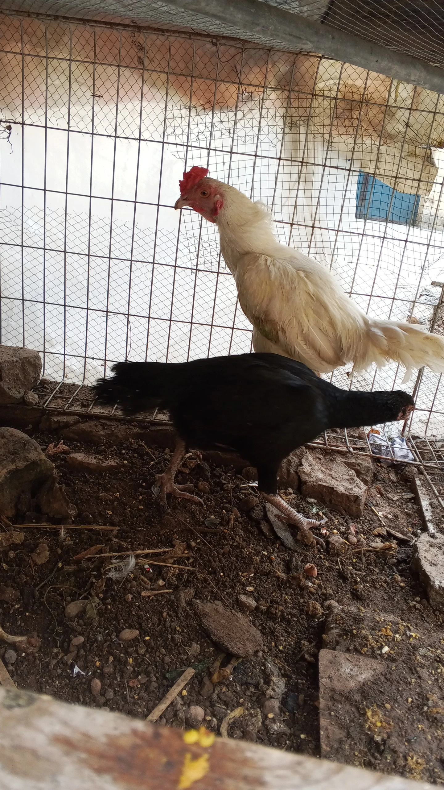 Aseel pair  Available for Sale