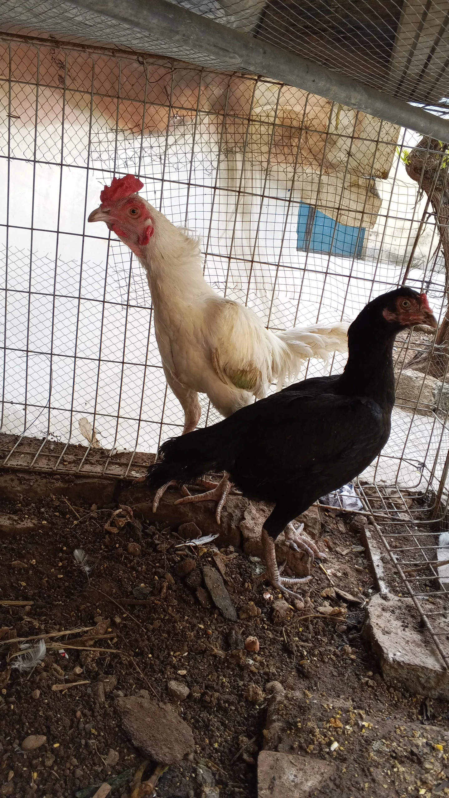 Aseel pair  Available for Sale