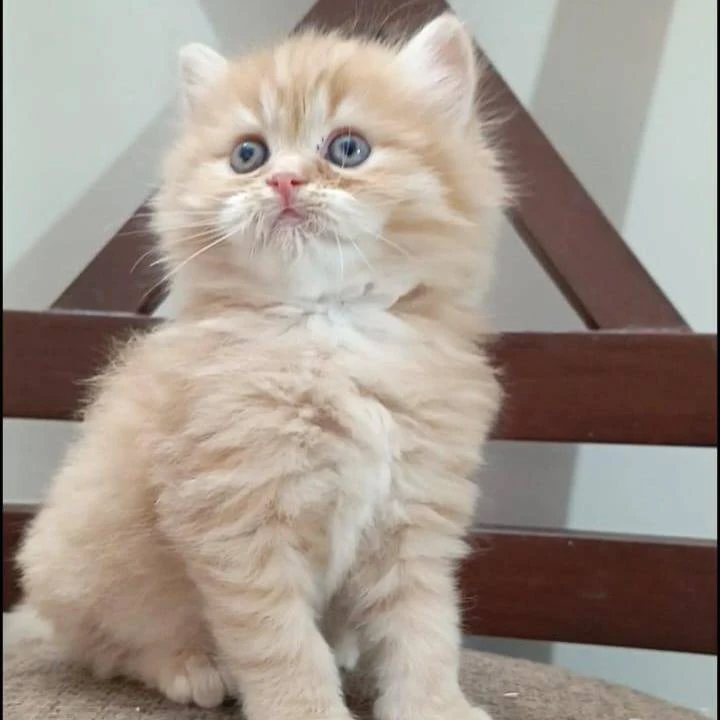 Beautiful Persian Kitten Available for Sale