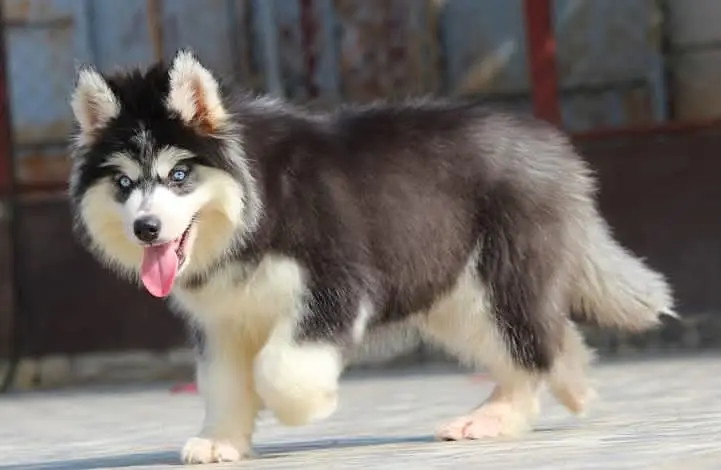 Husky Available for sale