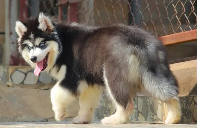 Husky Available for sale