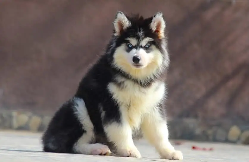 Husky Available for sale