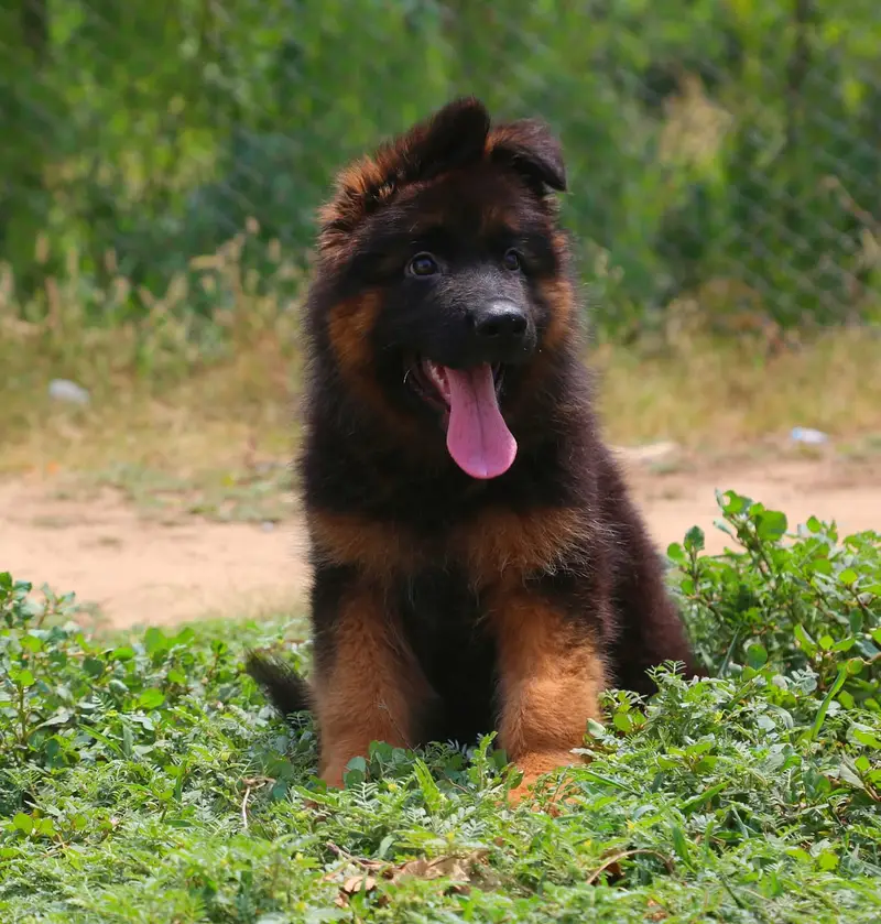 German Shepherd Puppies Available for sale