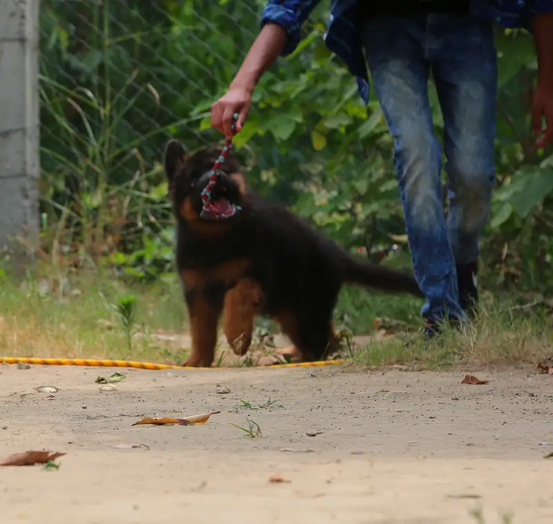 German Shepherd Puppies Available for sale