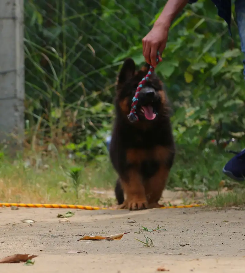 German Shepherd Puppies Available for sale