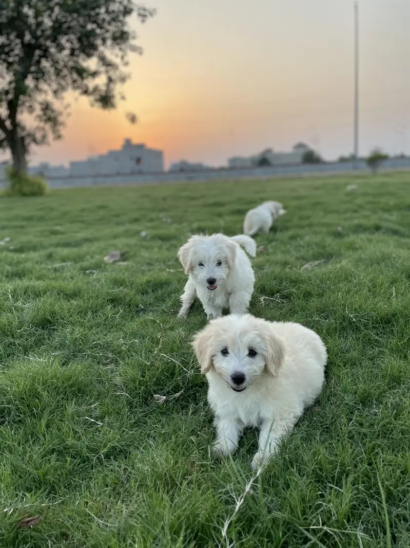 Maltese puppies ready for sale.