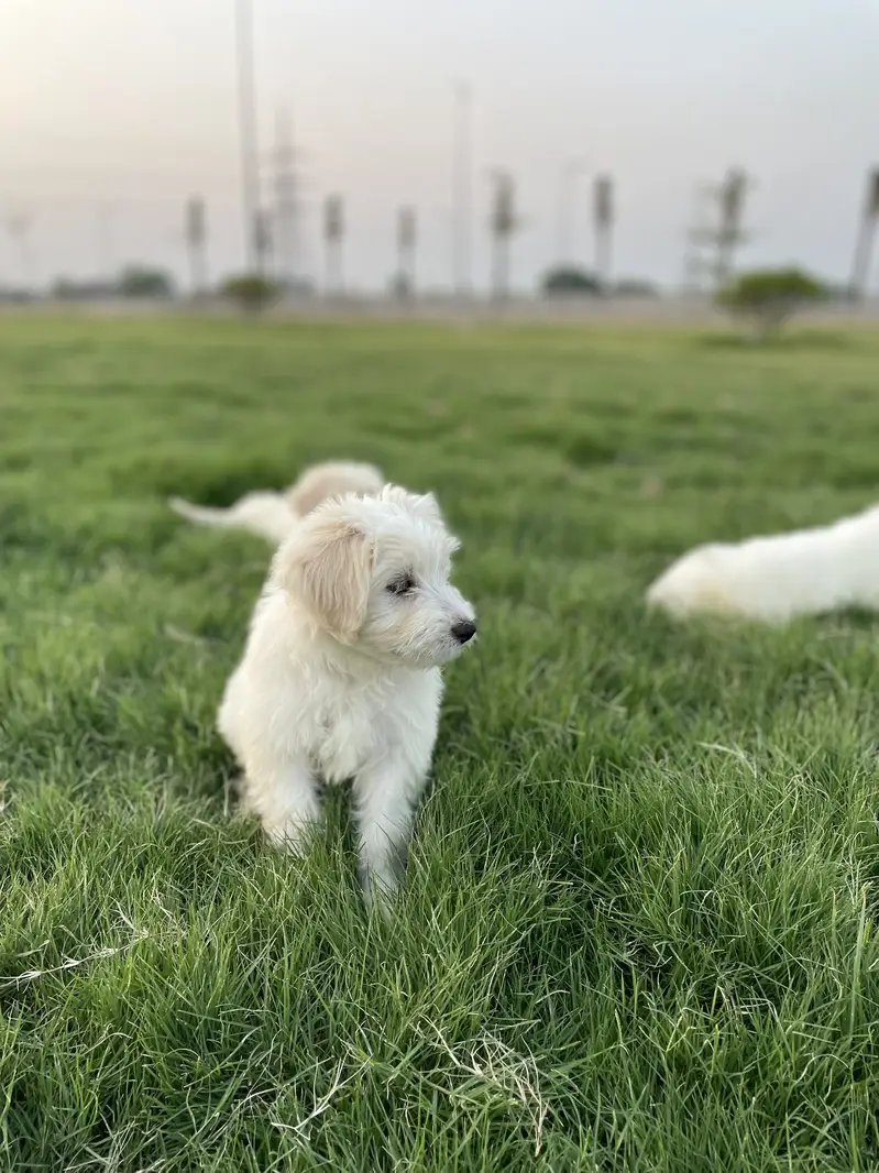 Maltese puppies ready for sale.