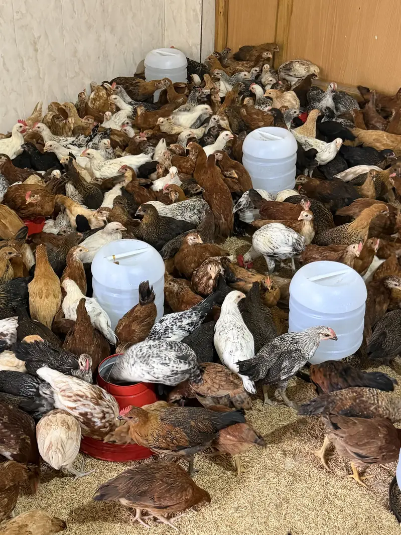 Golden Misri Hens Available