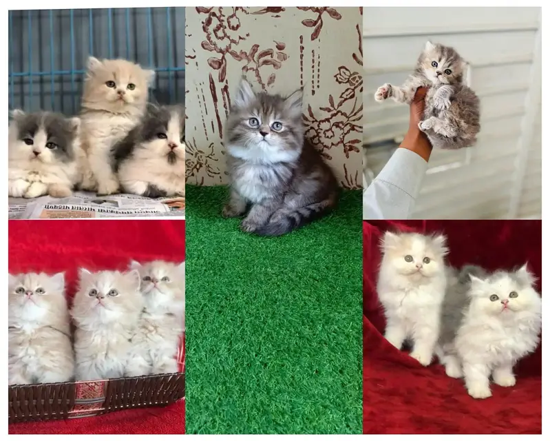 Persian kittens ready for Sale .