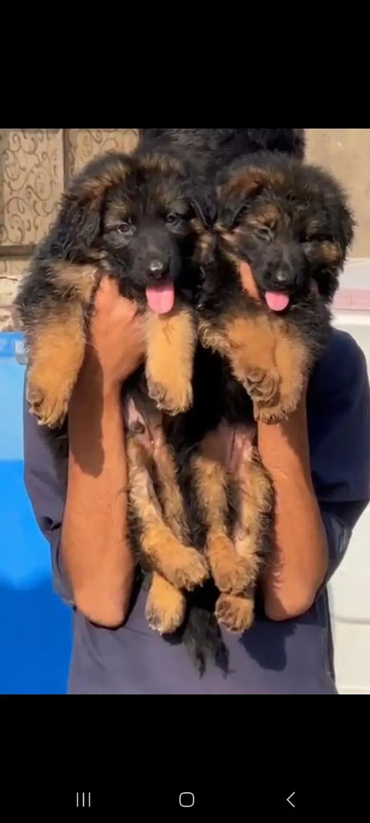 German Shepherd Puppies Available for Sale.