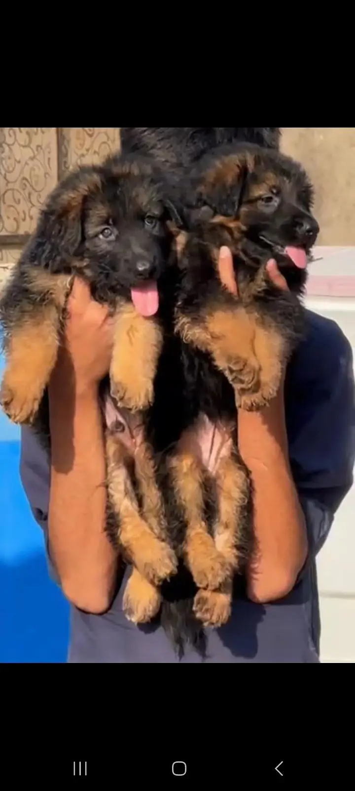German Shepherd Puppies Available for Sale.