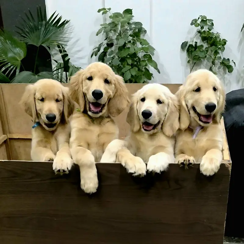 Golden Retriever Puppies Available for Sale.