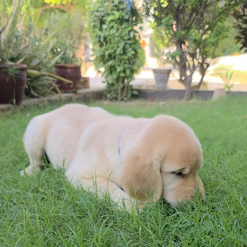Golden Retriever Puppies Available for Sale.