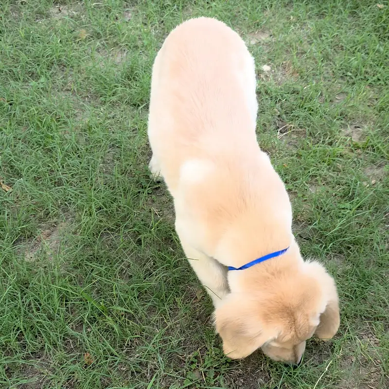 Golden Retriever Puppies Available for Sale.