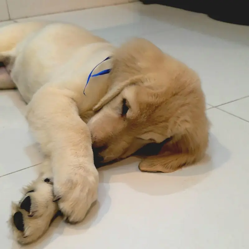 Golden Retriever Puppies Available for Sale.