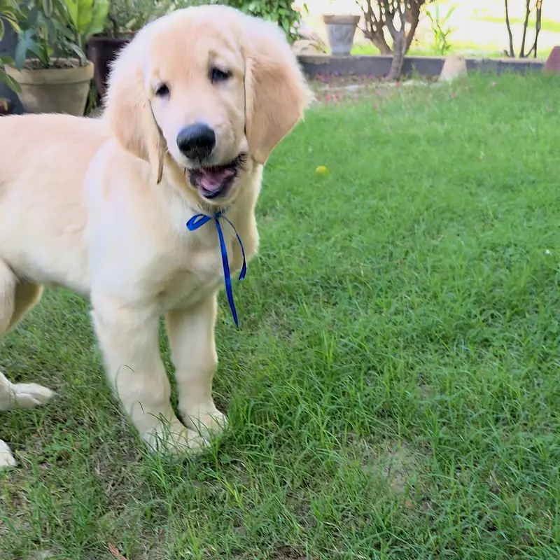Golden Retriever Puppies Available for Sale.