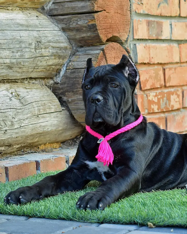 Cane Corso Ready for Sale.