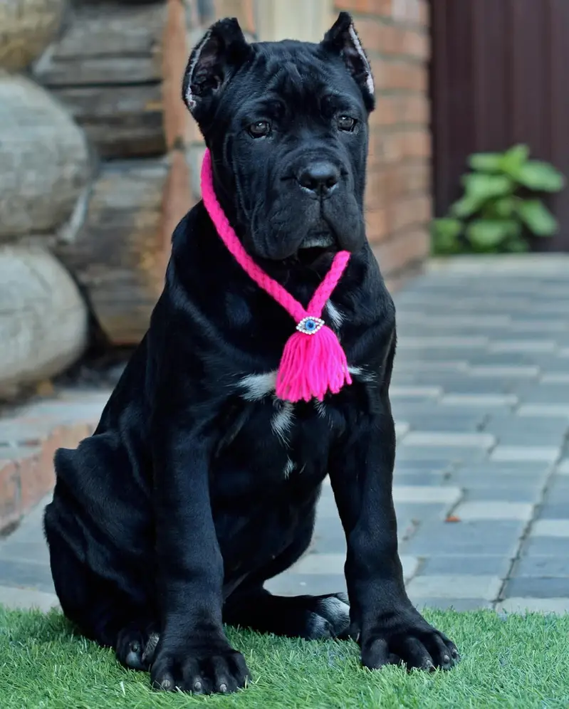 Cane Corso Ready for Sale.