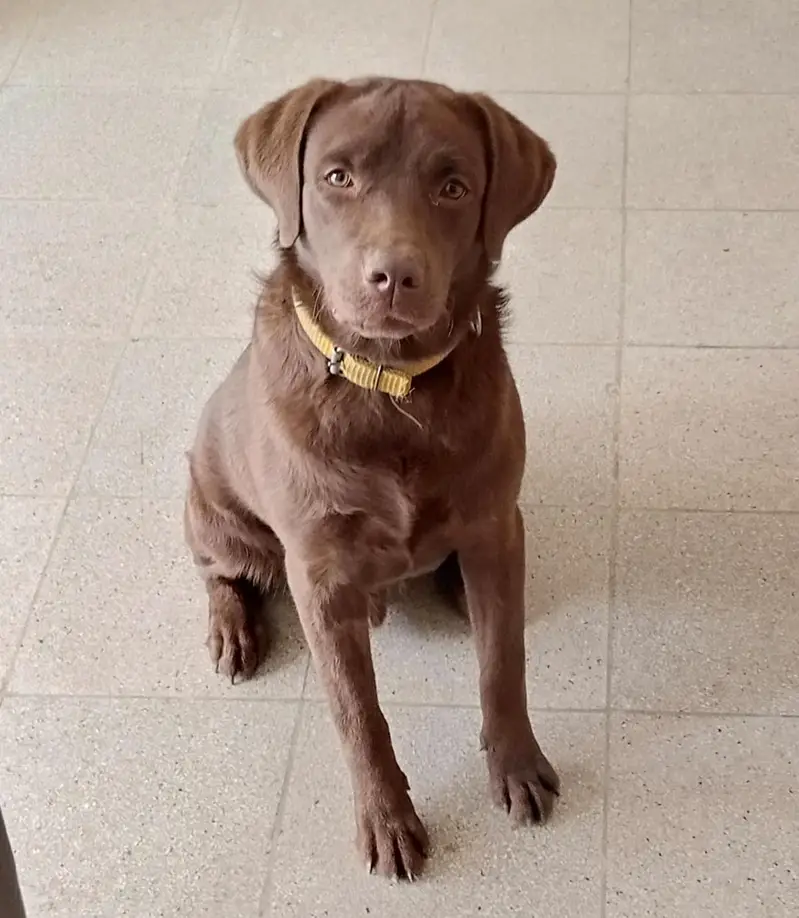 Labrador Retriever Puppies Available for Sale.