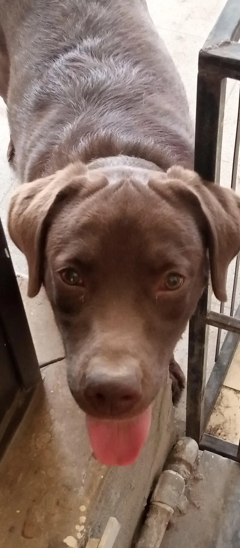 Labrador Retriever Puppies Available for Sale.