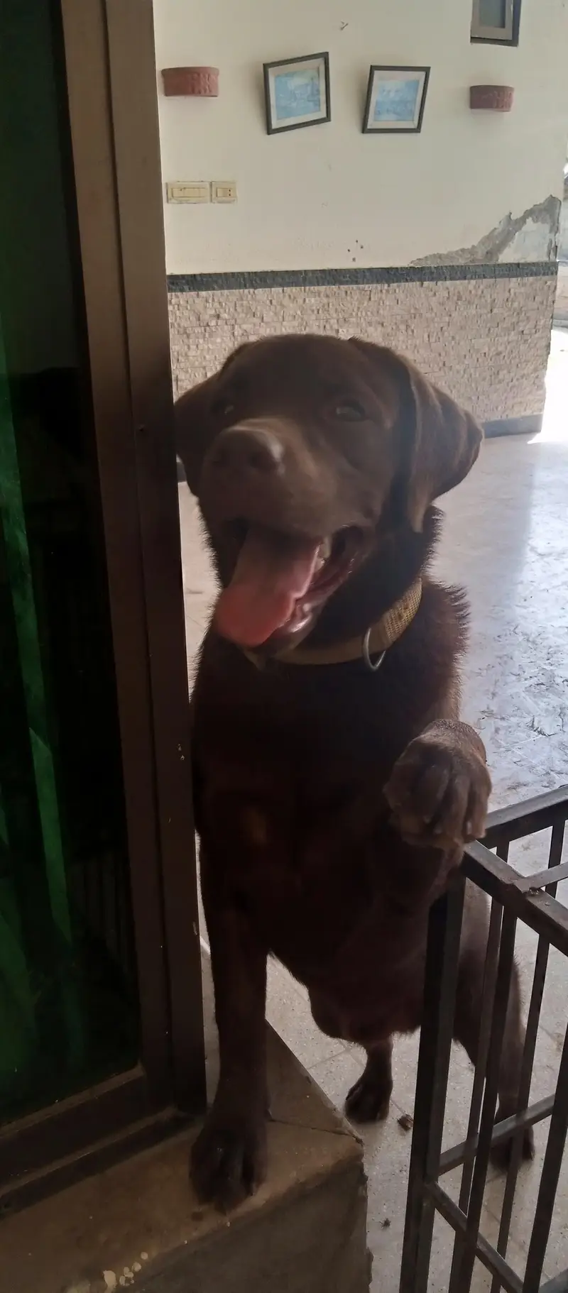Labrador Retriever Puppies Available for Sale.