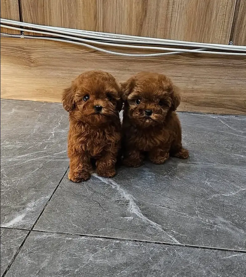 FrenFrench Toy Poodle pups pedigreed with passport available