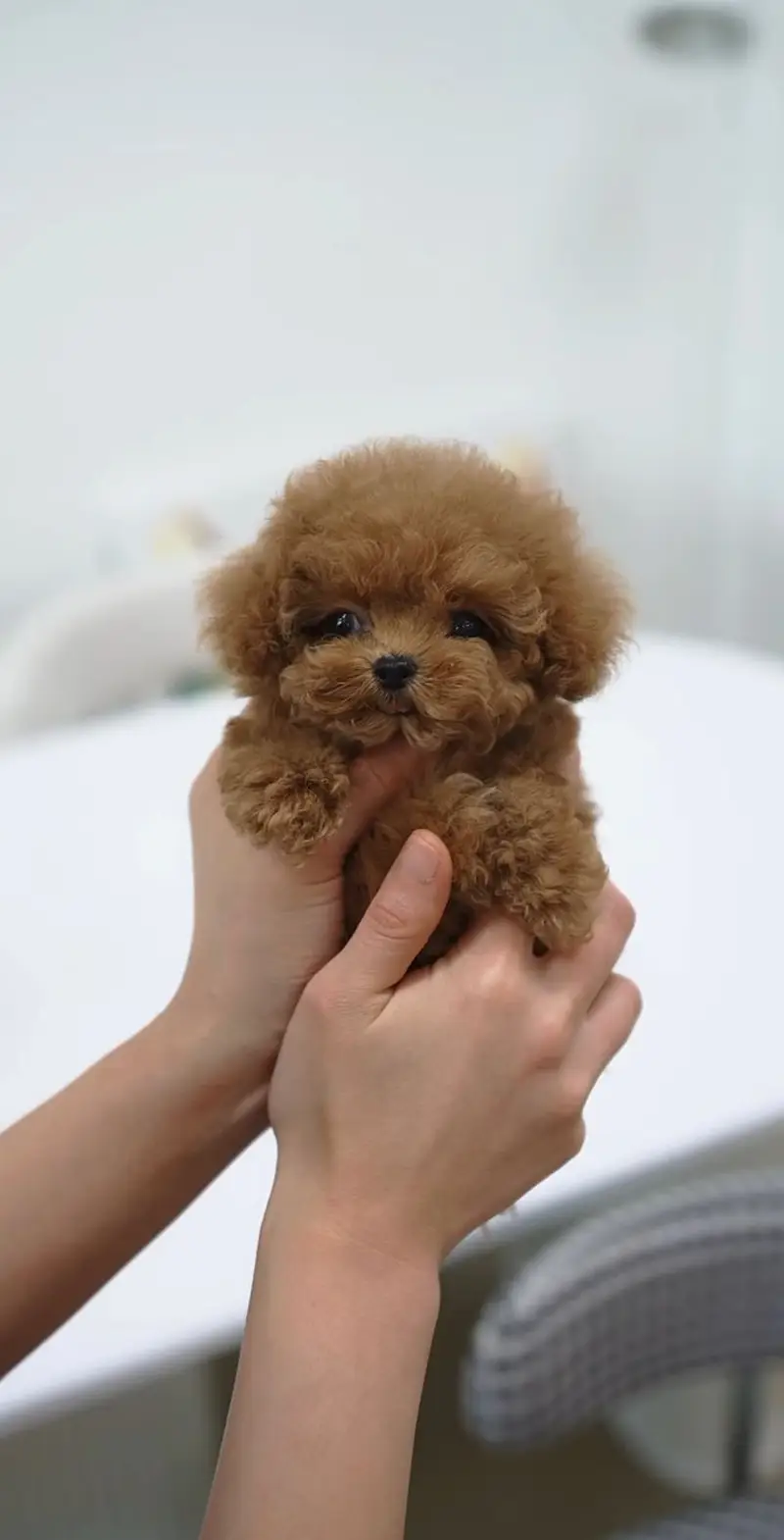 FrenFrench Toy Poodle pups pedigreed with passport available