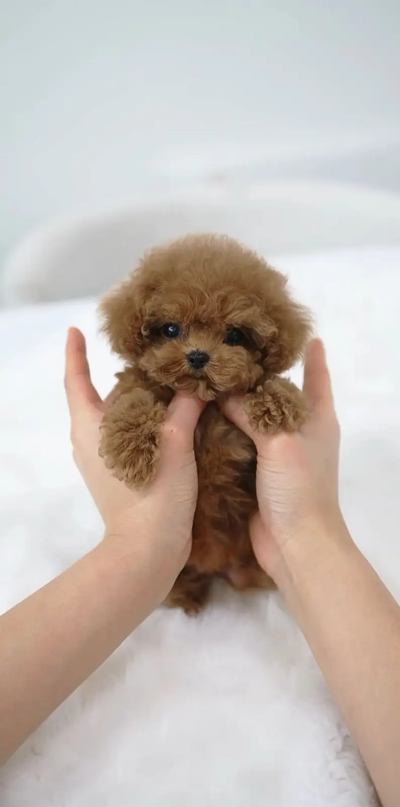 FrenFrench Toy Poodle pups pedigreed with passport available