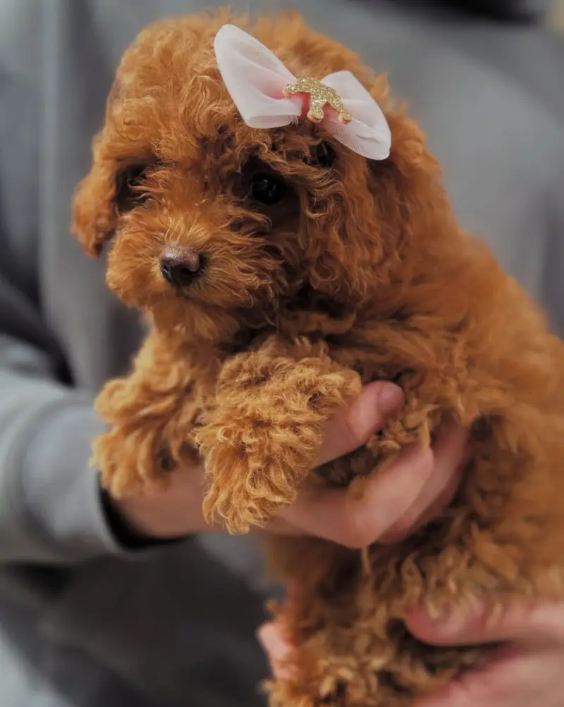 FrenFrench Toy Poodle pups pedigreed with passport available