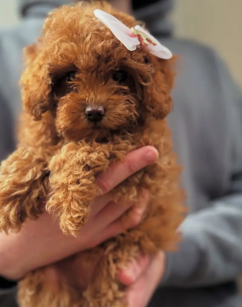 FrenFrench Toy Poodle pups pedigreed with passport available