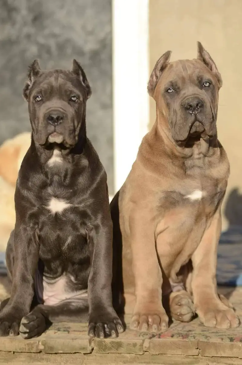 TOP QUALITY CANE CARSO AVAILABLE FOR SALE