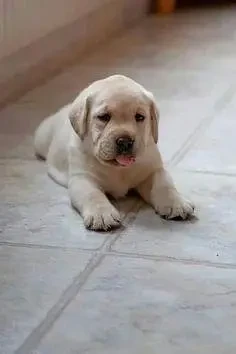 Labrador Puppies ready for sale