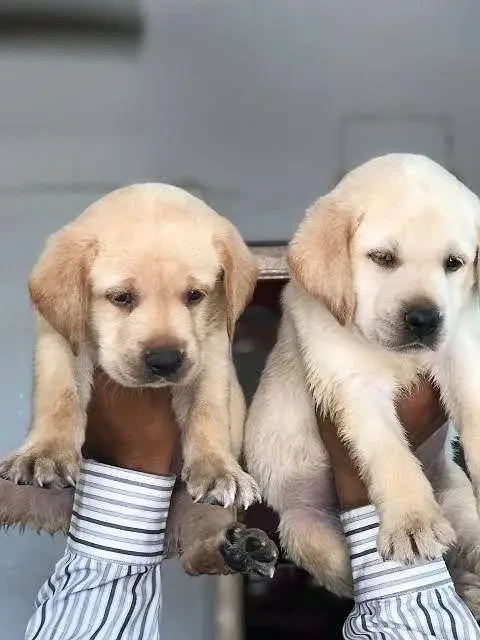 Labrador Puppies ready for sale