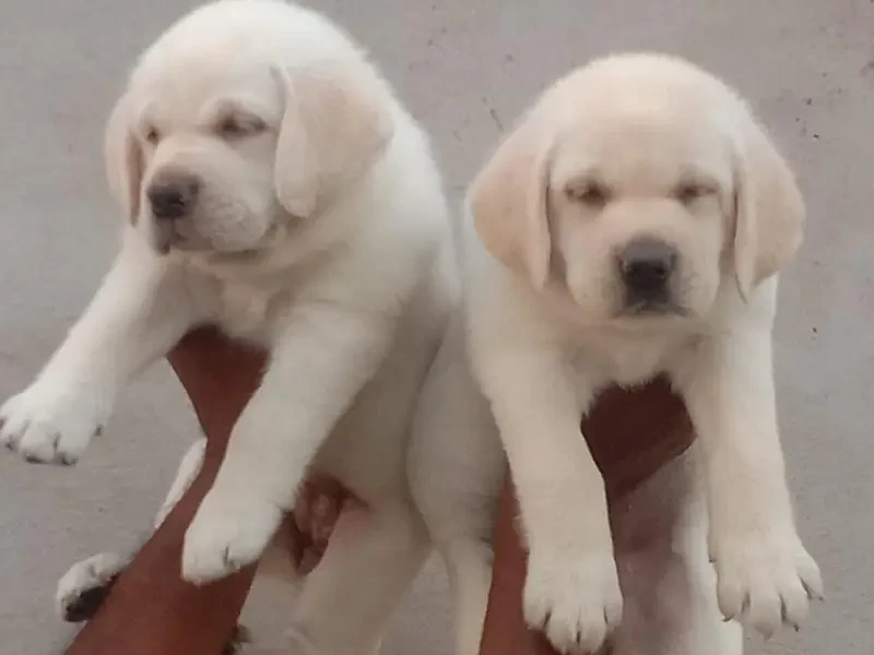 Labrador Puppies ready for sale
