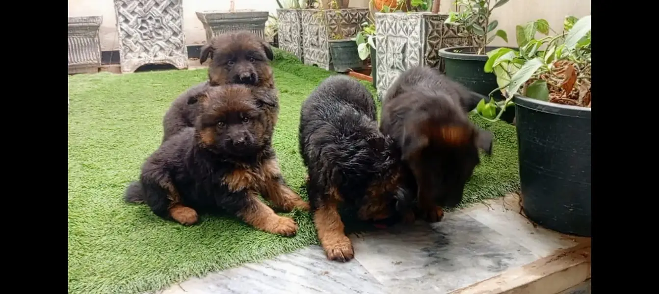 German Shepherd puppies ready for sale
