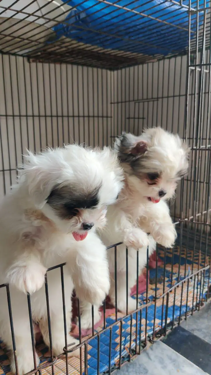 Shih Tzu puppies ready for sale