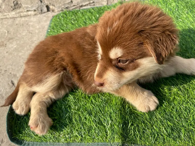 Siberian Husky puppy ready for sale