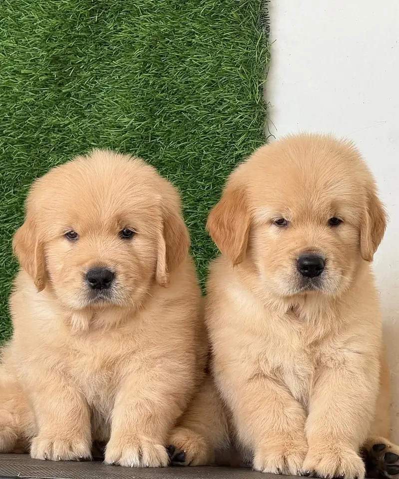 Labrador puppies ready for sale