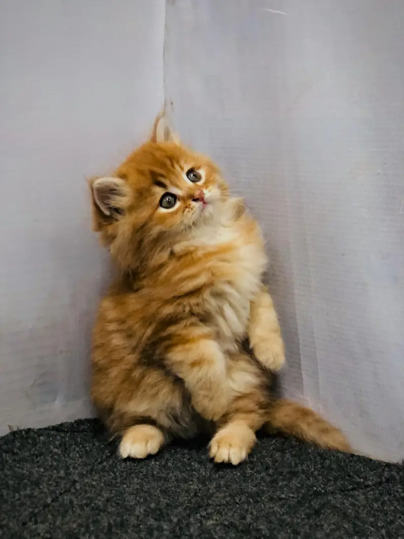 Persian punch face kitten ready for sale