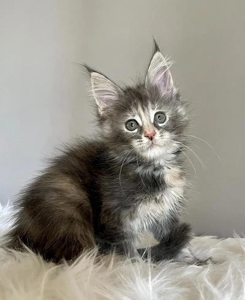 Maine Coon kitten ready for sale