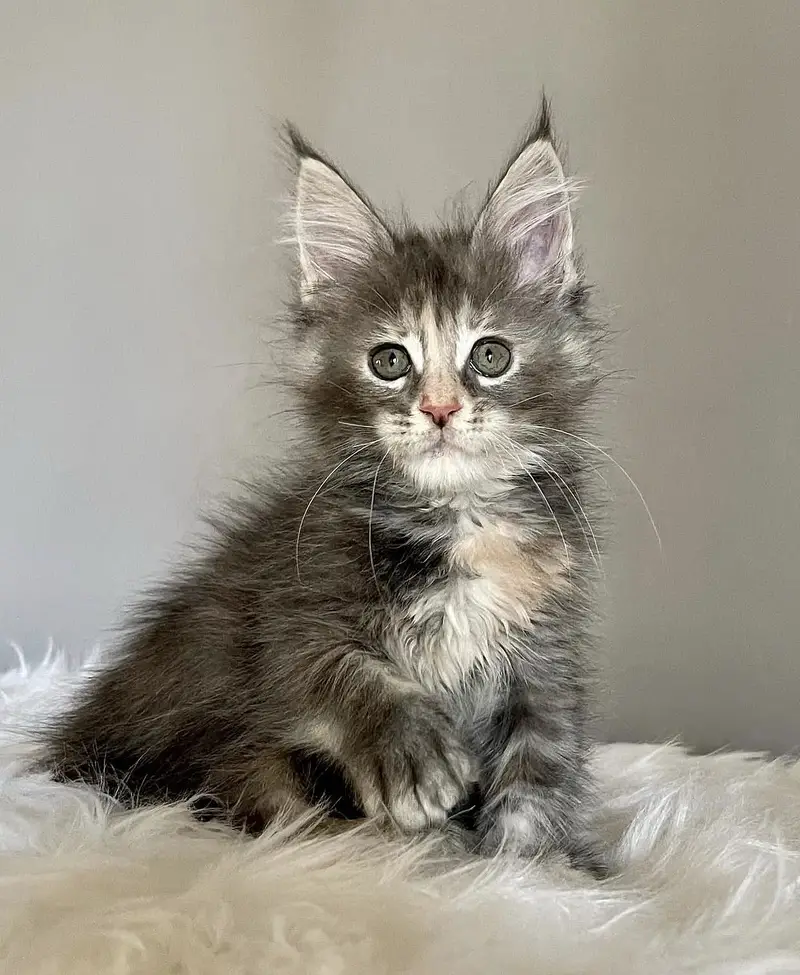 Maine Coon kitten ready for sale