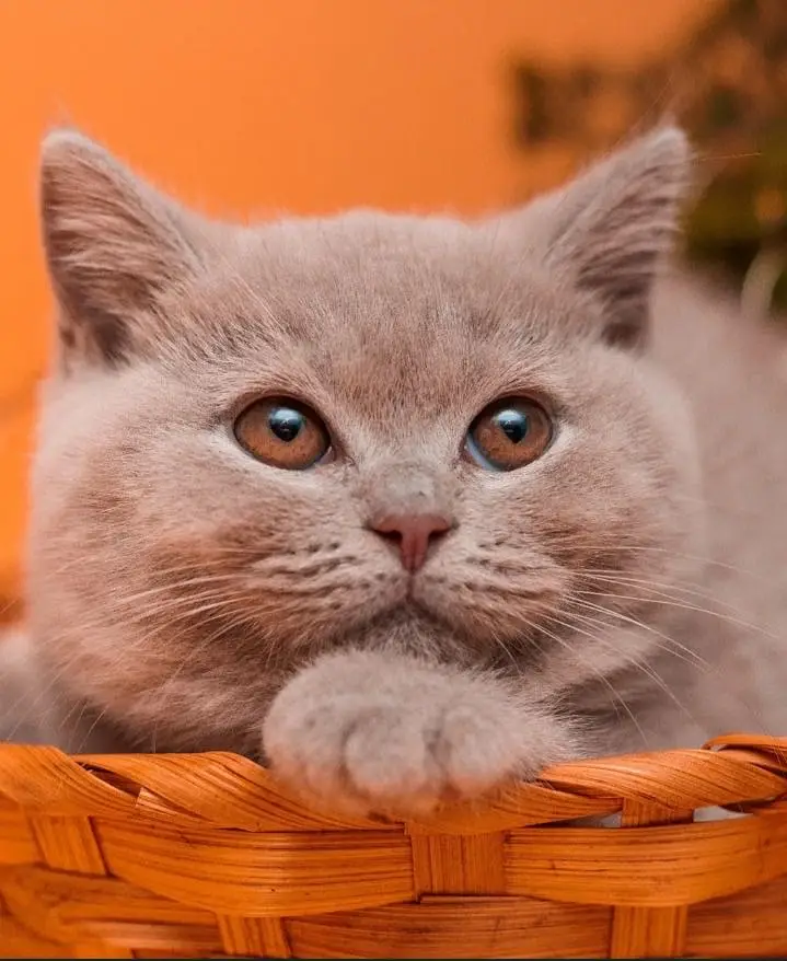 British Short hair kitten for sale