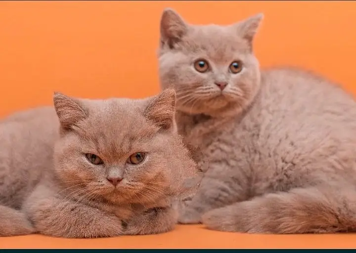 British Short hair kitten for sale