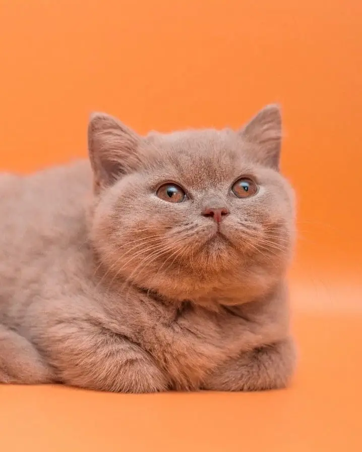 British Short hair kitten for sale