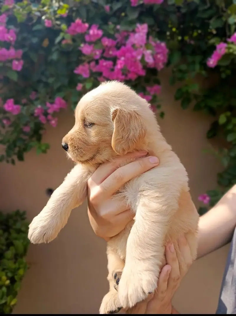 Golden Retriever Puppy for Sale