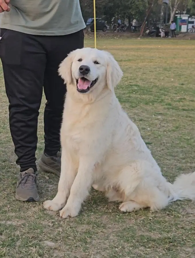 Golden Retriever Dog for Sale